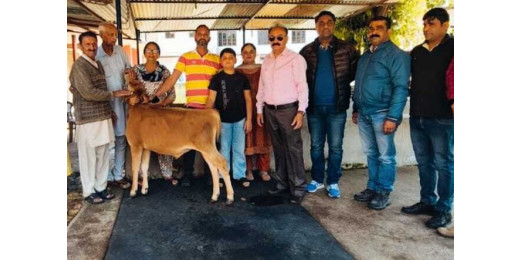 पशुपालकों के लिए खुशखबरी, नर बछड़े खरीद रही सरकार